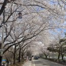 입곡군립공원 주차장 | 함안 | 경남 함안 벚꽃명소 입곡저수지 입곡군립공원 무료주차장