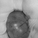 코끼리 동물병원 이미지