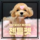 해이당 부산애견호텔 강아지유치원 반려견미용 목욕 교육 훈련 | 대구 달서구 애견미용 아이들과 주말 나들이 애견카페 강아지유치원 애견호텔 젠틀펫