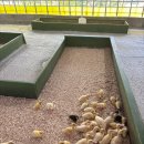 도담 염소농장 | 강릉 아이랑 여행 가볼만한 곳 대관령아기동물농장 알파카/입장료/주차