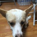 FCone펫 | 지그니처사료,지니펫 홍삼사료,웜지스 Whimzees,카디날 코리아 골드메달 오트밀 샴푸,한하루 불리스틱...