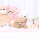 키즈멍 안양본점 이미지