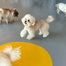 옐레드 시흥은계호수점 | 시흥강아지유치원 소형견 전문 반려견호텔 옐레드 시흥은계호수점