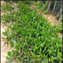 원농장1 이미지