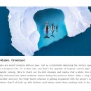 Humpback whales, Greenland - 혹등고래, 그린란드 이미지