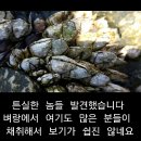 페르세베(거북손요리)스페인식 이미지