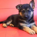 셰퍼트 분양 이미지