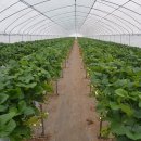 승현농장 이미지