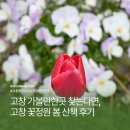 고창 가볼만한곳 찾는다면 애견동반 가능한 고창 꽃 정원 봄 산책 후기