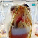 짱오락실 | 강남역 인형뽑기 5곳 후기 짱오락실 강남대로점 주토피아 꽃다발 득템