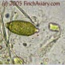 --분변 현미경검사(5)--ThreadWorm Egg& flagellate Protozoa 이미지