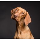 더바름동물병원 이미지