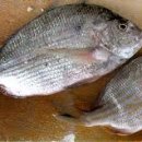 - 서대서양 참돔 Bream, Sea 이미지