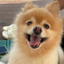 헬로우동물병원 이미지