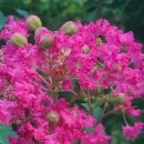 화왕산자연휴양림 이미지