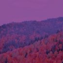 상관편백숲 쉼터 이미지