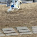 스피드메이트스타필드시티 부천점 | [경기/부천] 스타필드 시티 부천 펫파크, 유모차 대여 후기