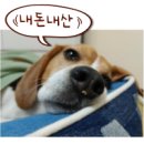 도그베이 수원 | 화성 애견동반 스테이크 하우스 커들 - 찐 펫 프렌들리 식당 방문 후기