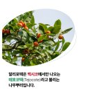리－텍