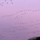 철새보는집 이미지