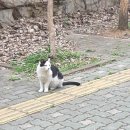 동네고양이