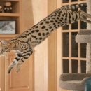 청라호수동물메디컬센터 이미지