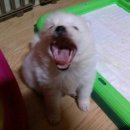 꾸숑 이미지