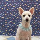 복탄산수 이미지