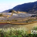 ▶ 중국여행 정보농경의 기적 - 원양(元陽) 다락논-7 이미지