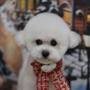 뽀송이네 펫살롱 이미지