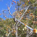 고목나무 이미지