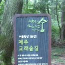 사려니숲길 이미지