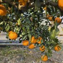 쭌이네 | 한라봉 노지한라봉 제주감귤 제주특산품 쭌이네과수원 후기