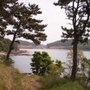 유채와바다 이미지