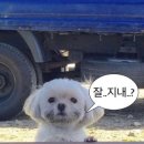 모
