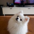 몽실이