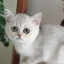 My Love Cat(마이러브캣) 이미지