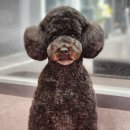 우한수 애견미용실 이미지