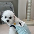 조이풀독 이미지