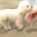 살롱드퍼피 이미지