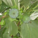 코난 태양광발전소 이미지