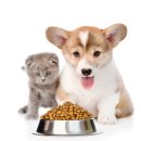 멍이와냥이 이미지