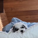 탐스럽개 이미지