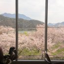 삼랑진양수발전소 | 경남 밀양 벚꽃 명소 추천, 개화상황, 주차장