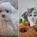 강아지분양 고양이분양 도그마루 무료 검단점 이미지