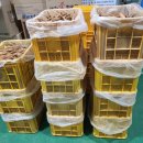 더덕쟁이 이미지