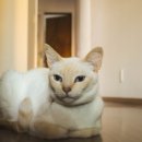 산본중앙동물병원 이미지