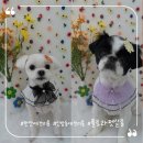 플로라펫 살롱 | 천안애견미용 신방동애견미용 말티즈미용 플로라펫살롱