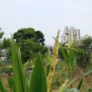 해뜬농장 이미지