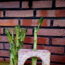 반려식물 원예아트 이미지